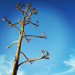 Low angle view of tree against clear blue sky