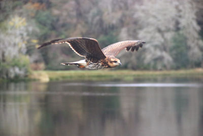 Bird flying over lake