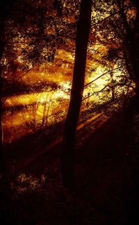 Silhouette trees in forest against sky at sunset