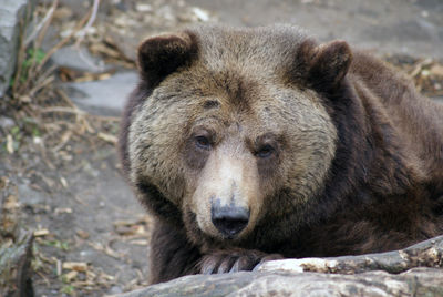 Close-up of bear