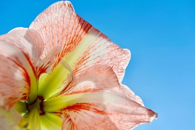 Close-up of pink flower against sky