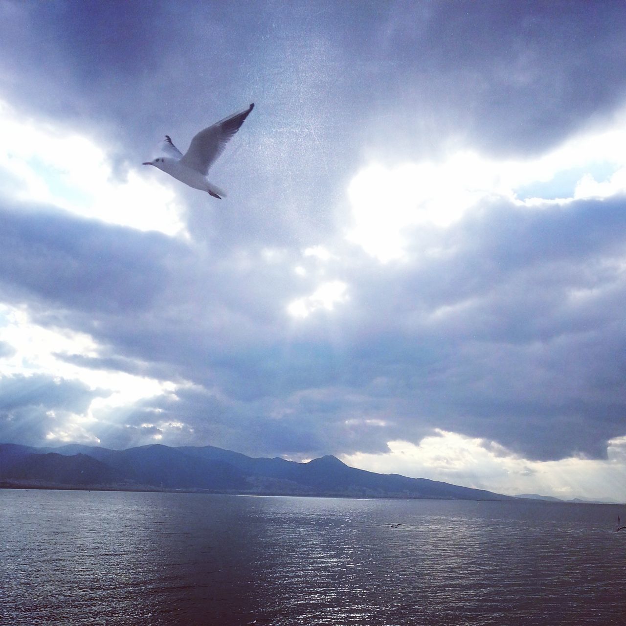 flying, sea, sky, water, cloud - sky, bird, scenics, mid-air, waterfront, tranquil scene, beauty in nature, cloudy, cloud, tranquility, nature, horizon over water, spread wings, wildlife, animal themes, one animal