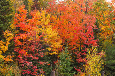 Scenic view of autumnal trees