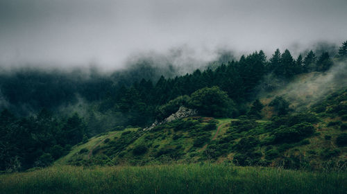 Scenic view of forest