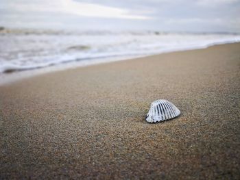 Close-up of shell on beach