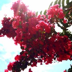 Low angle view of pink flowers blooming on tree