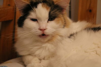 Close-up of cat relaxing at home