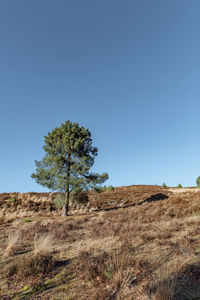 Tree on field against clear blue sky