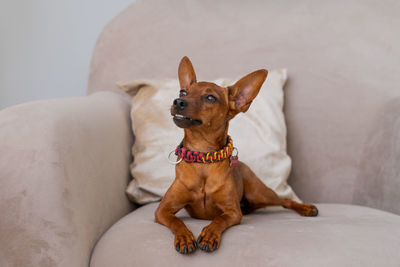 Miniature brown pinscher stands against the background of a bed and a window.