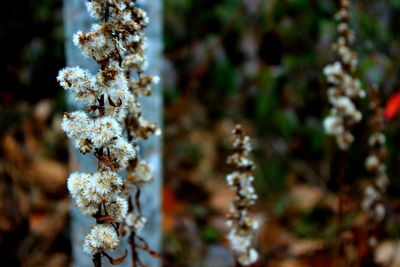 Close-up of cherry blossoms