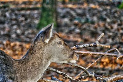 Close-up of horse