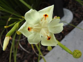 Close-up of plant