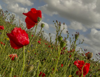 Close-up of red flower blooming in field