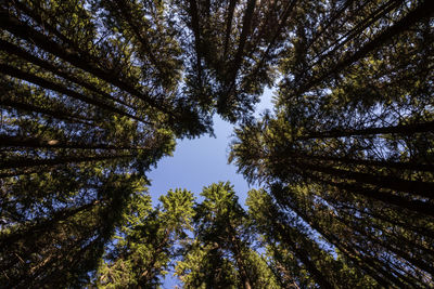 Low angle view of trees against sky