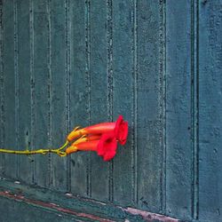 Close-up of red flower on wood