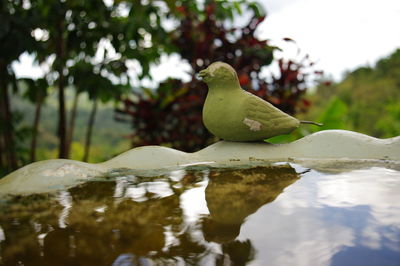 Close-up of green perching on leaf