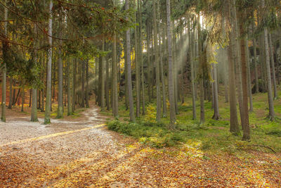 Dirt road passing through forest