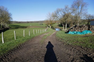 Shadow of trees on field