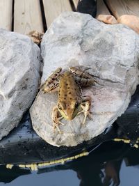 High angle view of caterpillar in water