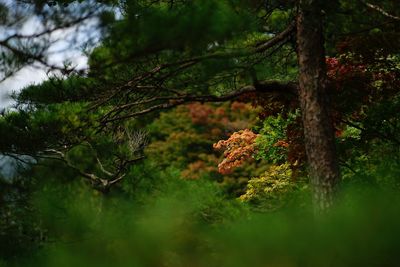 Trees and moss on branch