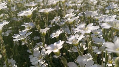 Close-up of white flowers