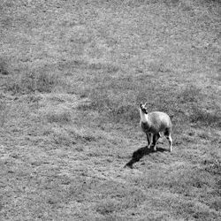 Deer in a field