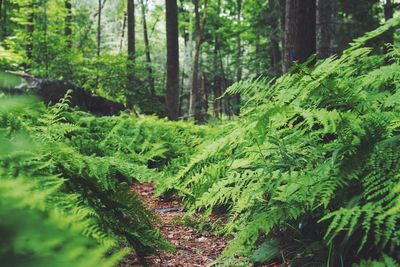 Scenic view of forest