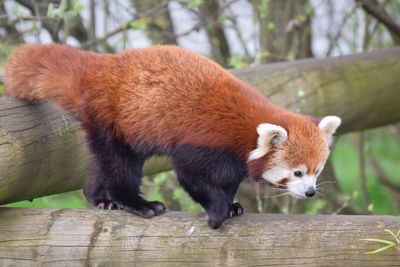 red panda