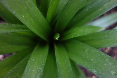 Full frame shot of wet succulent plant