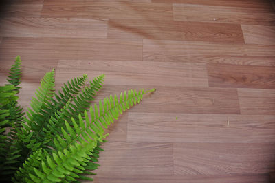 Close-up of leaf on hardwood floor