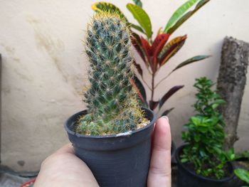 Cropped hand holding potted plant