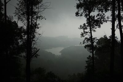 Silhouette trees in forest against sky