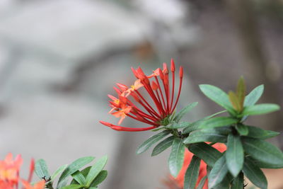 Close-up of red flowering plant