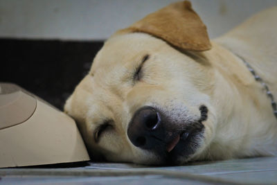 Close-up of dog sleeping