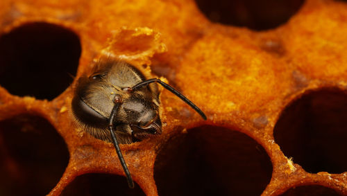 High angle view of honey bee in honeycomb