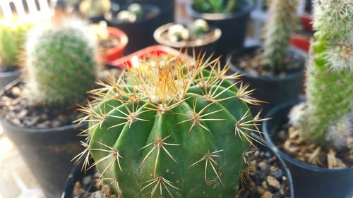 Close-up of cactus growing on potted plant