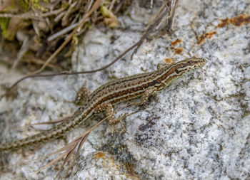 High angle view of lizard on rock