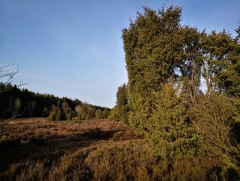 Trees on field against clear sky