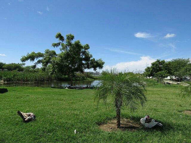 grass, tree, green color, grassy, tranquility, field, growth, sky, relaxation, tranquil scene, nature, landscape, bench, sitting, park - man made space, sunlight, beauty in nature, scenics, day, outdoors