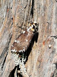 Close-up of bee on tree trunk