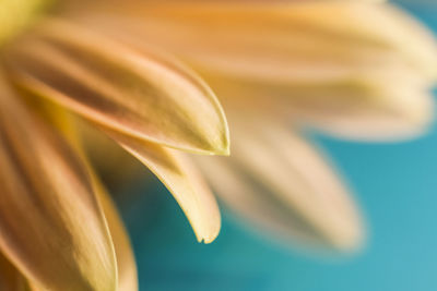 Close-up of flower blooming outdoors