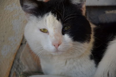 Close-up portrait of cat