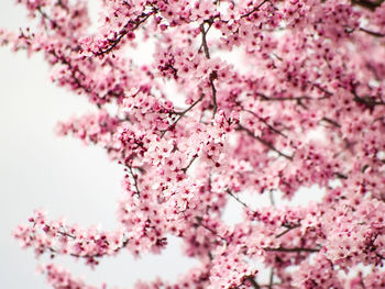 Low angle view of cherry blossoms against sky