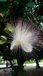 Close-up of flower tree