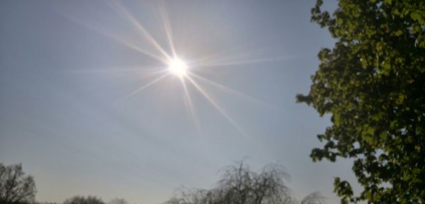 Low angle view of trees against sky