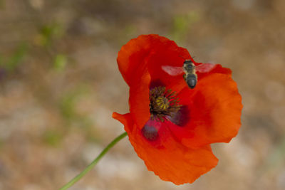 Close-up of red pollinating flower