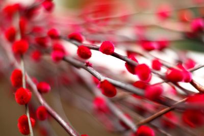 Close-up of red flower against blurred background