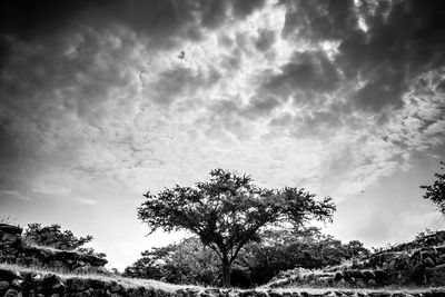 Low angle view of trees against cloudy sky