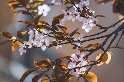 Close-up of cherry blossoms in spring