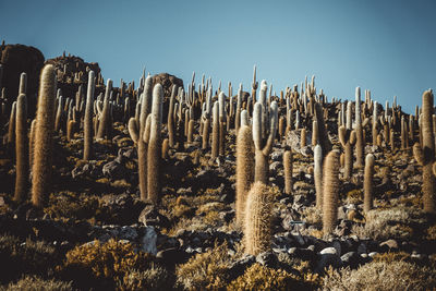 Cactus field over incahuasi island in uyuni